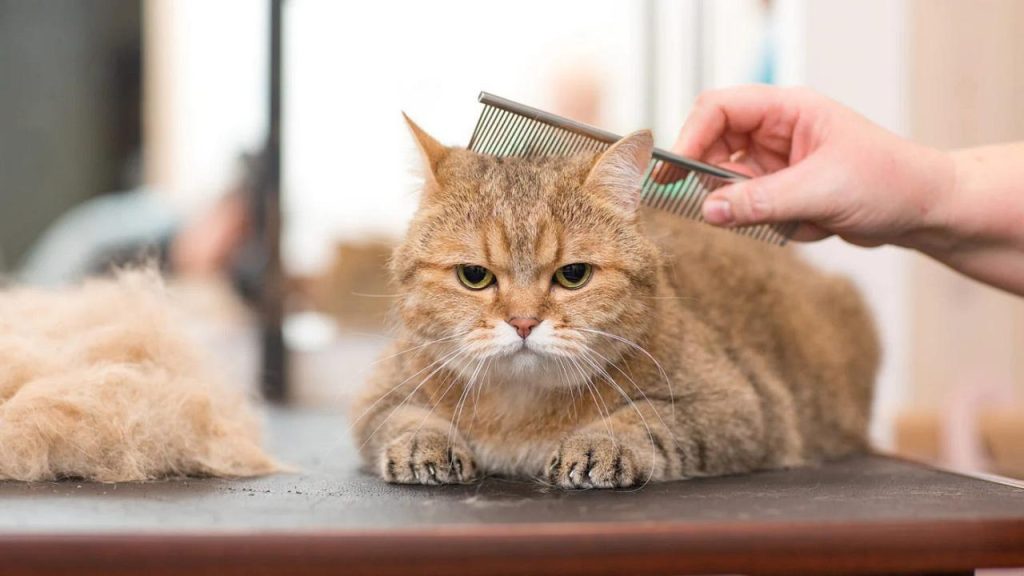 A Step-by-Step Guide to Cat Grooming: Keeping Your Feline Friend Purrfectly  Groomed | by Petschoicesupply | Medium