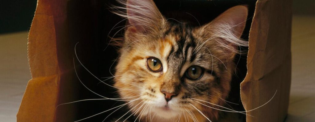 10 of the Most Famous Cats Throughout History | Purina