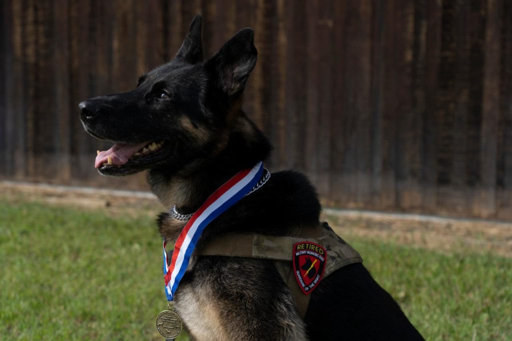 Paws and Patriotism: Honoring Furry Heroes in Retirement > Joint Base  Elmendorf-Richardson > News