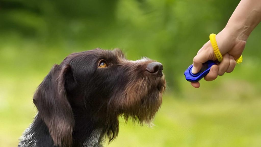 Clicker Training For Dogs: A Comprehensive Guide For Beginners