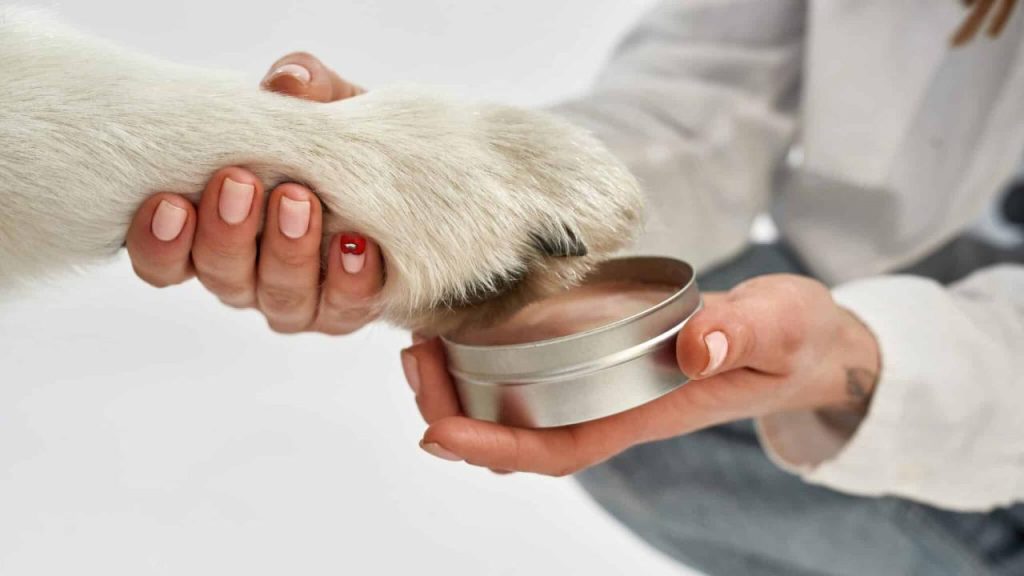 Paws and Whiskers: Embracing the Healing Benefits of Balms for Dogs and Cats  - PAWMART.ca - CANADIAN PET STORE IN TORONTO