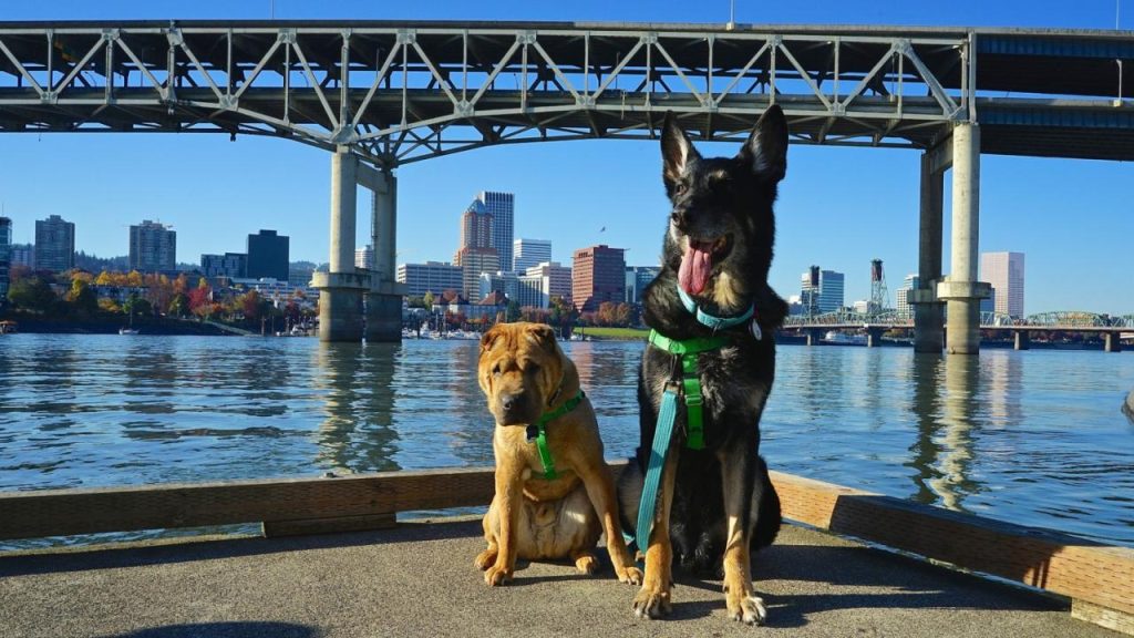 Top 10 Cities for Dog Friendly Urban Hiking | GoPetFriendly