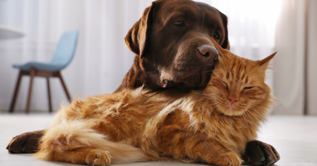 Is Pet Insurance Worth It? – Companion Protect