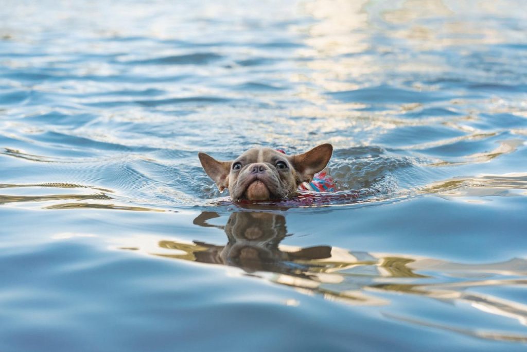 Paddleboarding With Your Dog — Triumph Pet Food