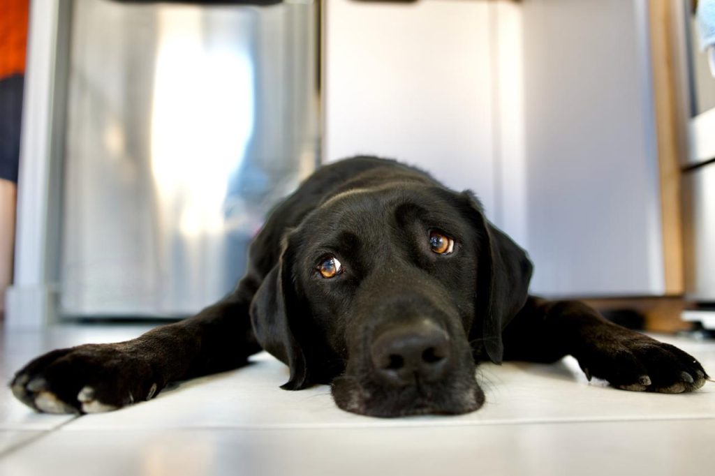 The "Telltale Signs" Your Dog Isn't Healthy, According to a Veterinarian