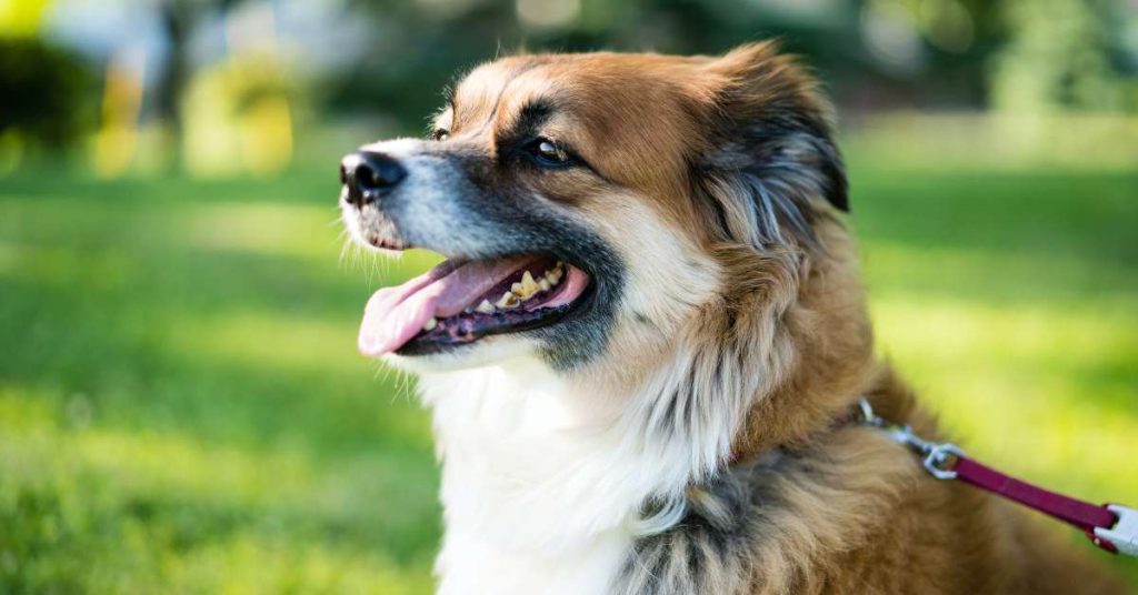 Dog Allergy Testing: Uncover the Hidden Triggers for a Happier and  Healthier Canine Companion!