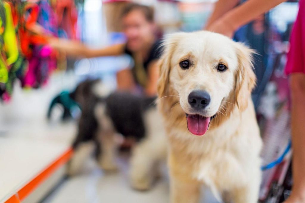 10 Dog-Friendly Stores Where You Can Take Your Pup on the Ultimate Shopping  Spree