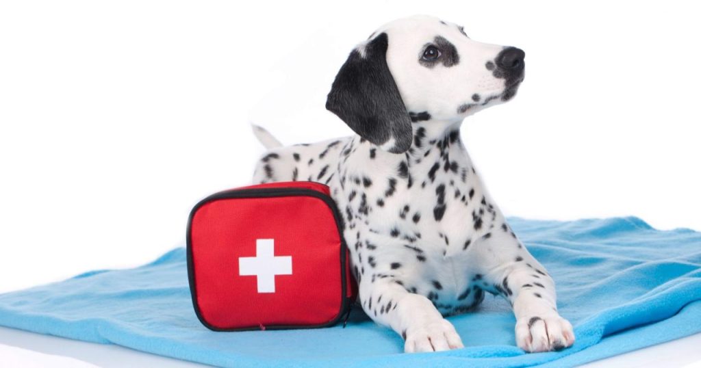 How to Make Your Own Pet First-Aid Kit | MarketPlace Veterinary Hospital |  MarketPlace Veterinary Hospital